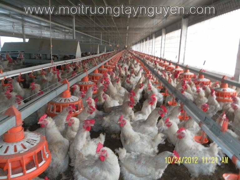 Đánh giá tác động môi trường cho trại gà Danh-gia-tac-dong-moi-truong-trai-ga